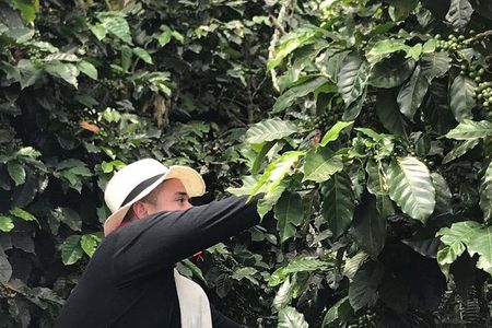 Coffee Tour - All inclusive - Medellín