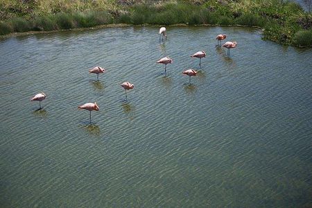 Wetlands Walking Tour in Isabela Island