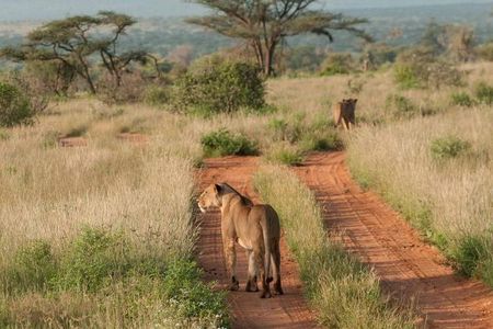Nairobi National Park, Sheldrick Elephant, Giraffe Centre Tour
