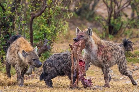 Mikumi Game Drive Safari - 2 Days