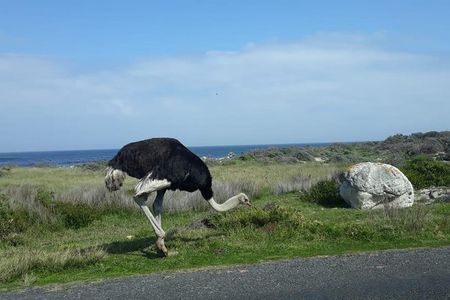 Cape of Good Hope and Penguins - Small Group - Full day