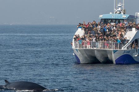 West Harbor LA Whale and Dolphin Watching Cruise