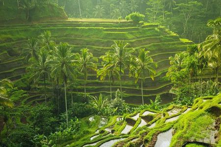 Ubud Instagram Spots Tour - One Day Private Trip