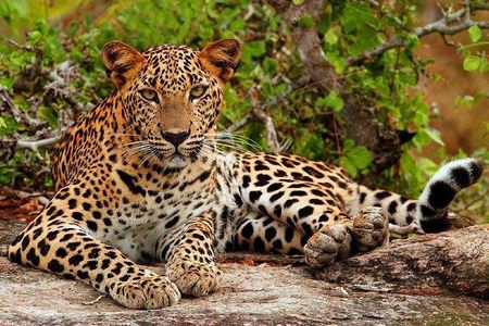 Yala Safari - Yala National Park 