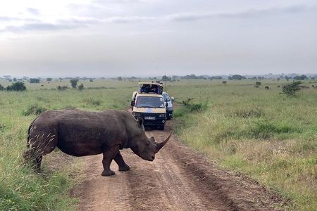 Half-Day Nairobi National Park Safari from Nairobi with Free Pickup