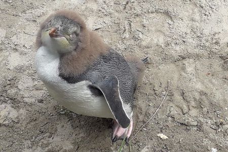 Dunedin City Highlights, Otago Peninsula Scenery & a Guided Penguin Reserve Tour