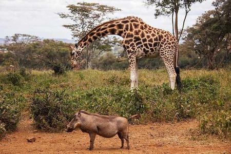 Nairobi Half Day Excursion