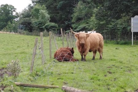 Stirling Castle, Hairy Coo's & The Trossachs
