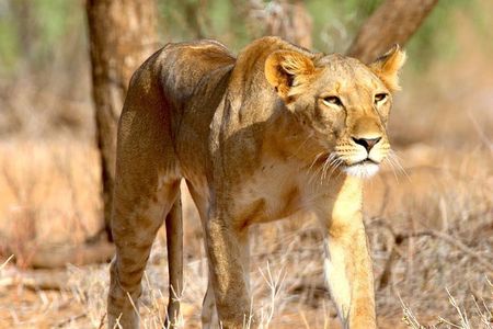 6 Days Safari- Mikumi NP,Udzungwa Mountains NP,and Selous GR