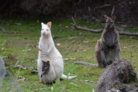 2 Day Tasmanian Highlights Tour - Bruny Island & Port Arthur