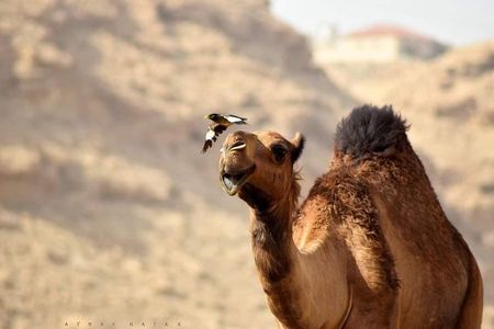 Marrakech to Merzouga—Sahara Desert | 3 Days & 2 Nights