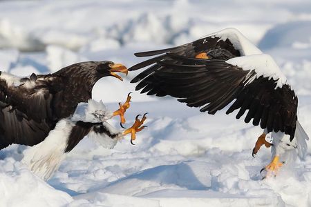 Steller's sea Eagle/White-tailed Eagle watching tour