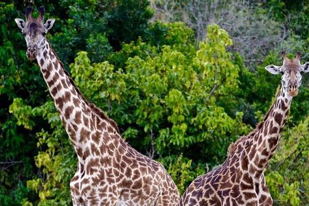 4 Days Amazing Maasai Mara and Lake Nakuru Budget Safari