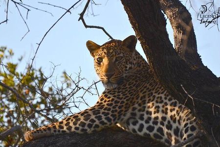 Kruger Safari Tour - Morning Half Day