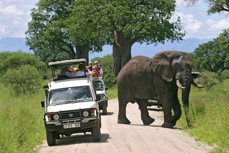 A Visit to The Giants in Tarangire NP.