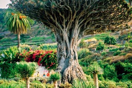 Teide-Icod-Garachico-Masca (Most popular bus tour in Tenerife)
