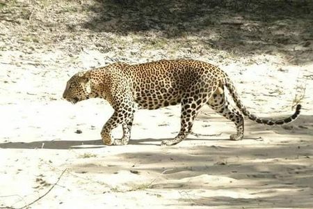 Ella full day tour/Sigiriya/kandy/yala/mirissa/discover Srilanka 