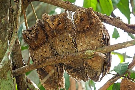 1 Day Arabuko Sokoke forest (Cost Based on Minimum 2 persons)