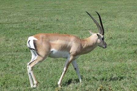 Day trip to Trangire National Park from Arusha