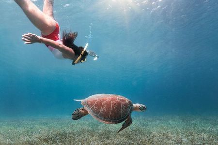 Culebra Island Snorkel and Turtle Adventure with Ferry Transport