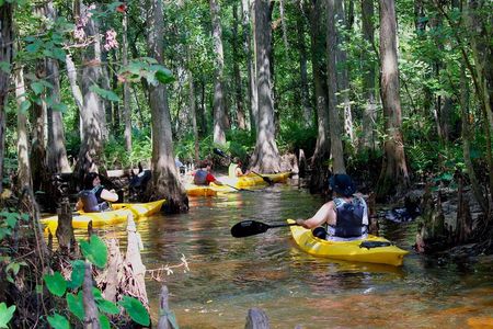 Cypress Forest: Guided Nature Kayak Eco-Tour