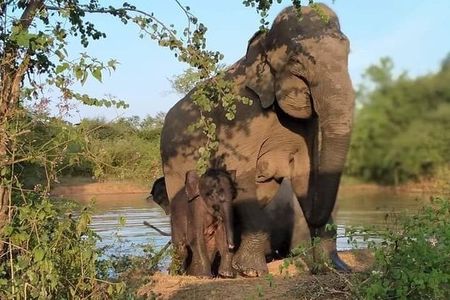 Udawalawe National Park - Half Day Safari Tour