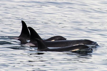 Kenai Fjords Orca Quest Cruise
