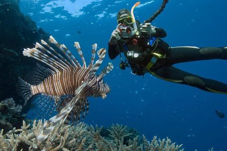 Catalina Island Diving Tour