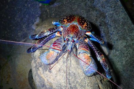 Okinawa Iriomotejima Night Adventure Tour