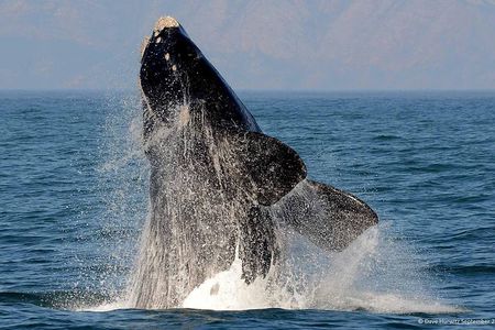 Shark cage diving + viewing & whale watching tours combination