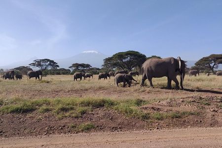 Amboseli Overnight Trip