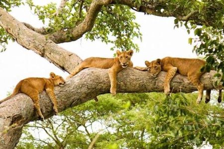 3 days Big five Game Viewing in Queen Elizabeth National Park