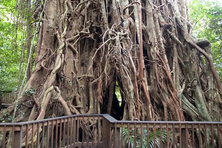 Barron Gorge and Kuranda National Park Half Day Rainforest and Waterfall 4WD Tour from Cairns
