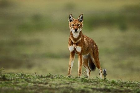 3 Days Bale Mountains trekking