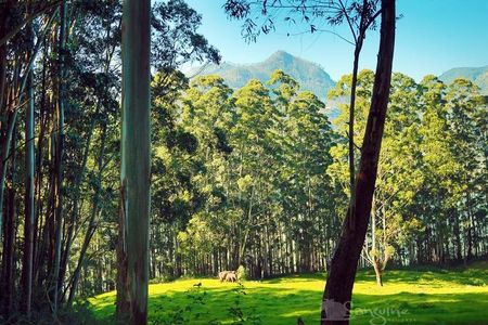 4 nights-Budget Tour- Cochin/Munnar/Thekkady/Alleppey- Sanguine