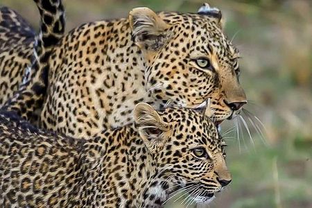 Leopard Safari in 4x4 Vehicle in Jhalana Park Including Transfers