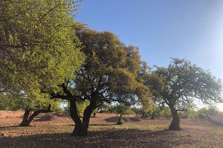 Arganforest, Saadien Sugar fabric & Argan production