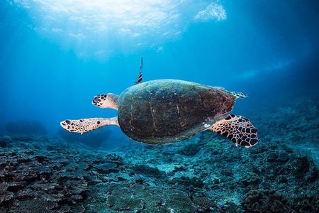 Discover Scuba Diving in Pemuteran - Diving Initiation in Bali (Menjangan Park)