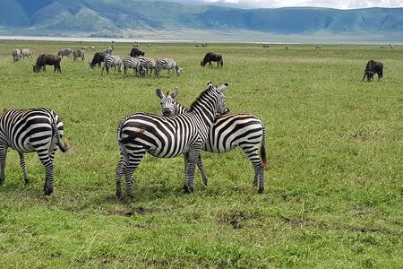 6 Days Mara River Crossing - The Great Migration