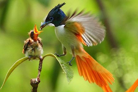 Bird Watching Tour Sri Lanka - 10 Days
