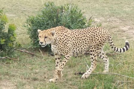 6 Days in Masai Mara- lake Nakuru- Amboseli National Park