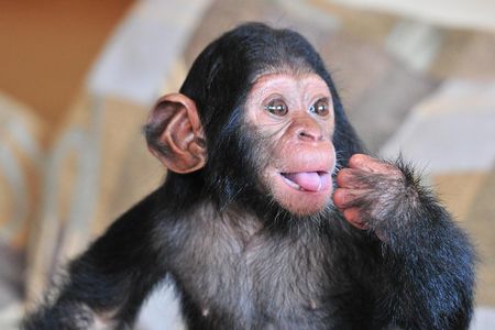 1 day Fishing and Chimpanzee Island tour