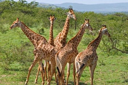 3 Day Kruger National Park Safari from Johannesburg Tour