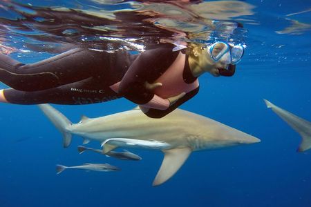 Caged and Cageless Shark Snorkelling on Durban's Aliwal Shoal