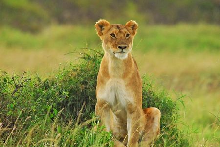 2 Days Budget Safari Masai Mara