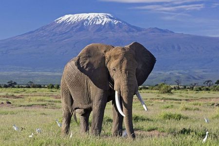 6 Days Amboseli, Nakuru Masai Mara Safari