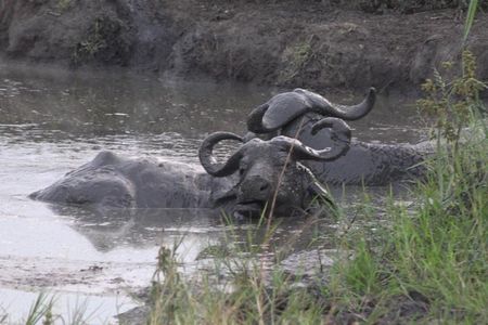 1 Day Lake Mburo Wildlife Safari