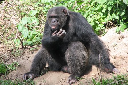 Full-Day Ol Pejeta Conservancy and Chimpanzee Sanctuary Tour from Nairobi