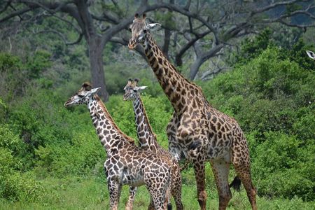 3 Days All Inclusive Zanzibar to Tarangire Ngorongoro