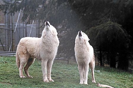 Wolf Experience 